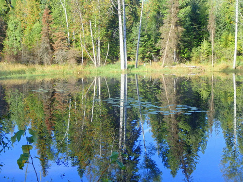 A pond reflection.